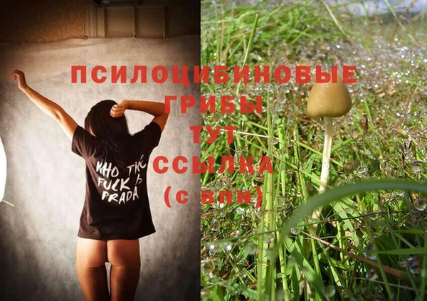 прущие грибы Горняк