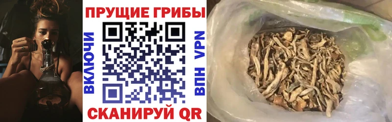 как найти наркотики  Вязники  ссылка на мегу ONION  Псилоцибиновые грибы Psilocybine cubensis 
